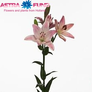 Lilium LA  Couplet zdjęcie