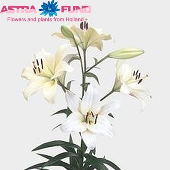 Lilium LA  'Courier' foto