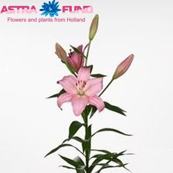 Lilium LA  'Mestre' zdjęcie