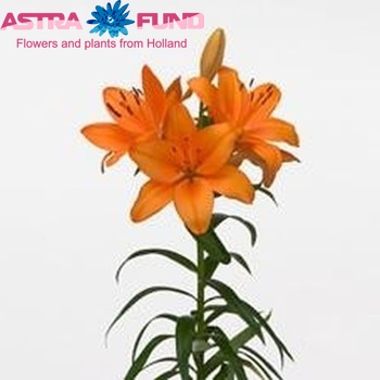 Lilium LA  'Orange Tycoon' foto