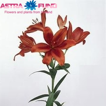 Lilium LA  'Red Alert' foto