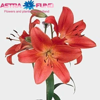 Lilium LA  'Red Planet' zdjęcie