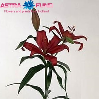 Lilium LA  'Rod?la' zdjęcie