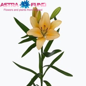 Lilium LA  'Salmon Pride' Foto