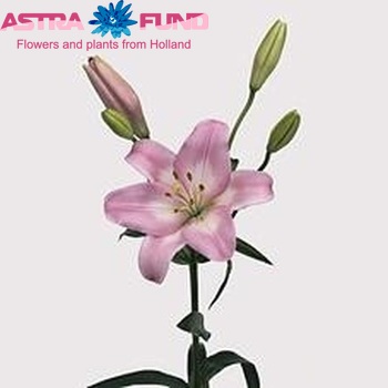 Lilium LA  'Samur' zdjęcie