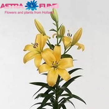 Lilium LA  'Serrada' zdjęcie