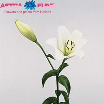 Lilium LA 'Окленд' фото