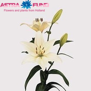 Lilium LA Grp 'Aerobic' zdjęcie