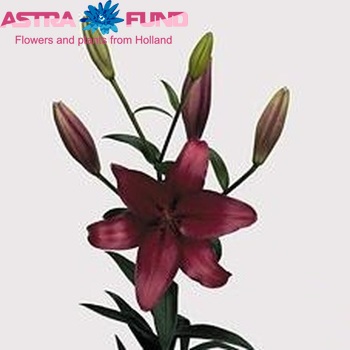 Lilium LA Grp 'Fangio' foto