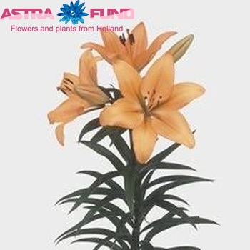 Lilium LA 'Indian Diamond' foto