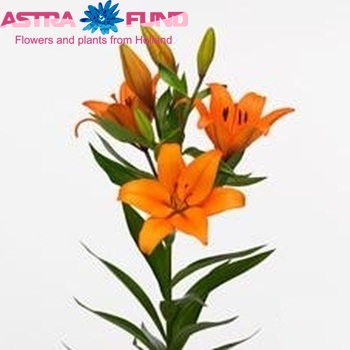 Lilium LA 'Nemo' zdjęcie