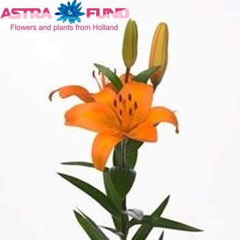 Lilium LA 'Prinses Amalia' foto