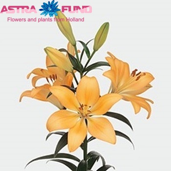 Lilium LA 'Royal Trinity' zdjęcie