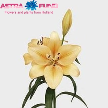 Lilium LA 'Salmon Classic' zdjęcie