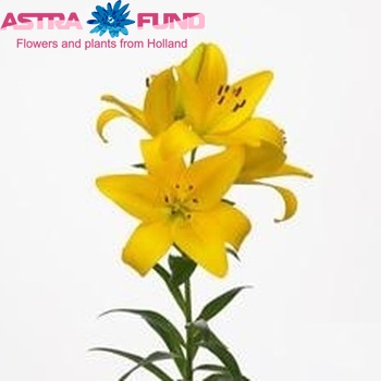 Lilium LA 'Yellow Diamond' Foto