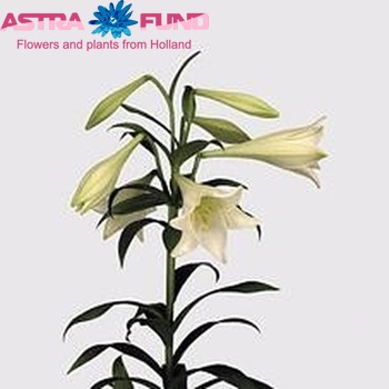 Lilium LF  'White Elegance' zdjęcie