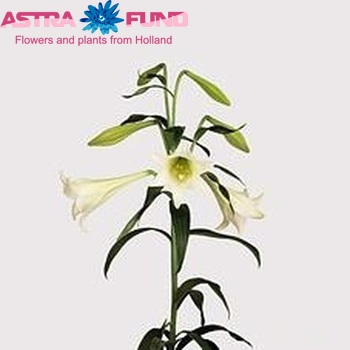 Lilium LF 'Lorina' Foto