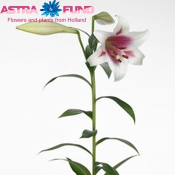 Lilium lf 'Triumphator' zdjęcie