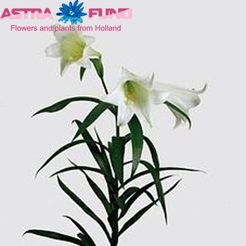 Lilium lf 'White Europe' zdjęcie