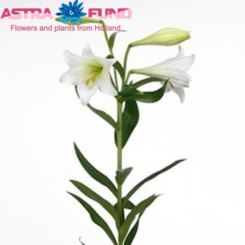 Lilium lf 'White Heaven' zdjęcie