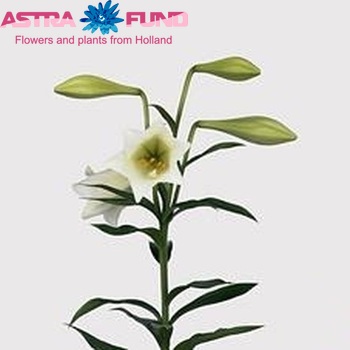 Lilium lf 'Worldwhite' Foto