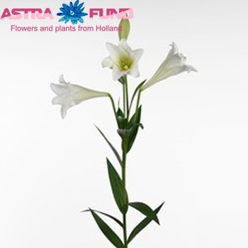 Lilium longiflorum 'Bright Tower' foto