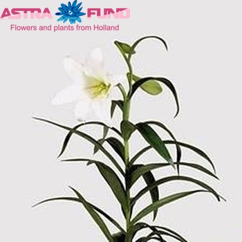 Lilium longiflorum Magie Blanche Foto