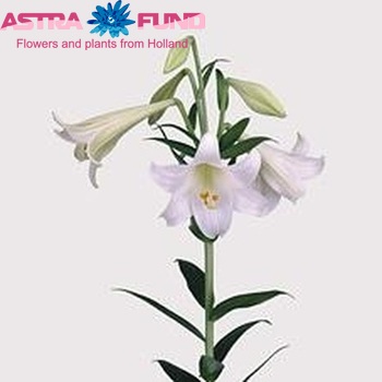 Lilium longiflorum 'White Fox' photo