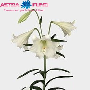 Lilium longiflorum 'White Magic' Foto