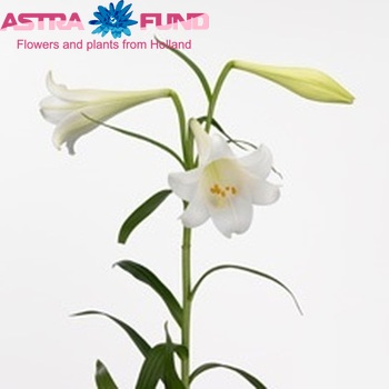 Lilium longiflorum 'White Present' zdjęcie