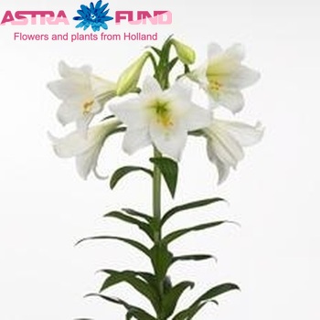 Lilium longiflorum 'White Sensation' foto