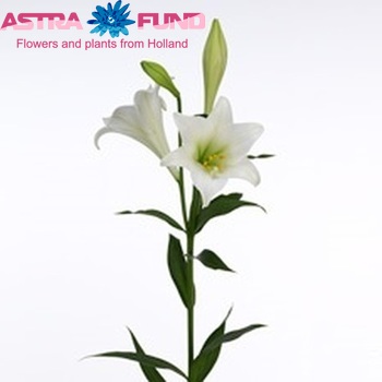 Lilium longiflorum 'White Tower' zdjęcie