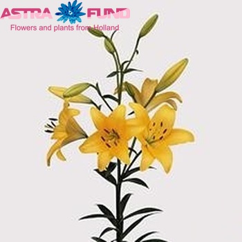 Lilium Longiflorum x Aziatische Grp 'Aladdin's Dazzle' zdjęcie