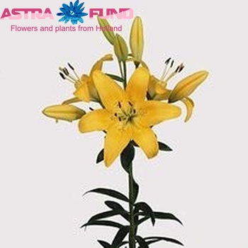 Lilium Longiflorum x Aziatische Grp 'Aladdin's Glow' foto