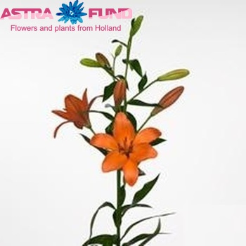 Lilium Longiflorum x Aziatische Grp 'Amateras' Foto