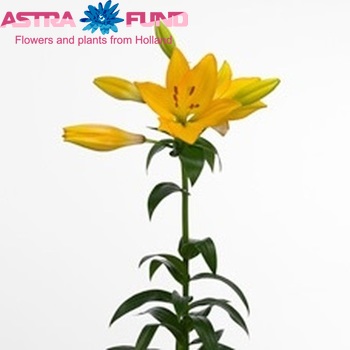 Lilium Longiflorum x Aziatische Grp 'Beau Soleil' Foto