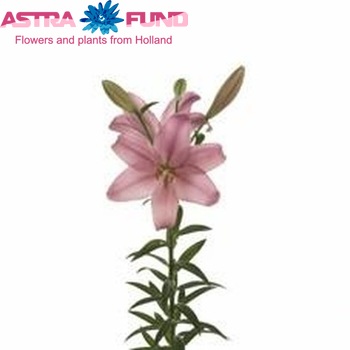 Lilium Longiflorum x Aziatische Grp 'Birgi' foto