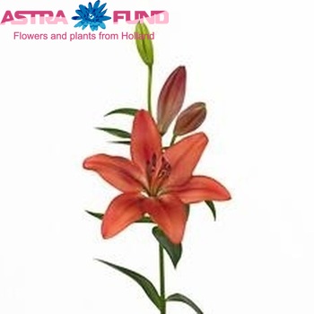 Lilium Longiflorum x Aziatische Grp 'Carmine Diamond' фото