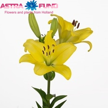 Lilium Longiflorum x Aziatische Grp 'Cartesio' фото