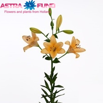 Lilium Longiflorum x Aziatische Grp 'Digital Globe' фото