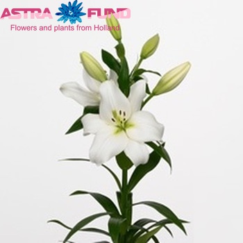 Lilium Longiflorum x Aziatische Grp 'Donatello' photo