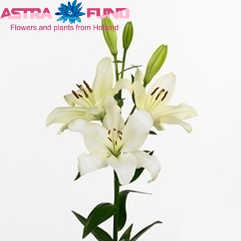 Lilium Longiflorum x Aziatische Grp 'Helmar' photo