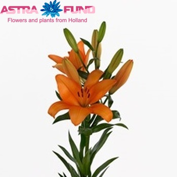 Lilium Longiflorum x Aziatische Grp 'Чесність' фото