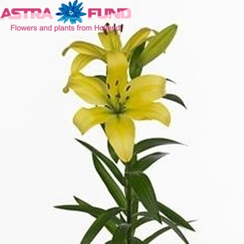 Lilium Longiflorum x Aziatische Grp 'Honolulu' Foto