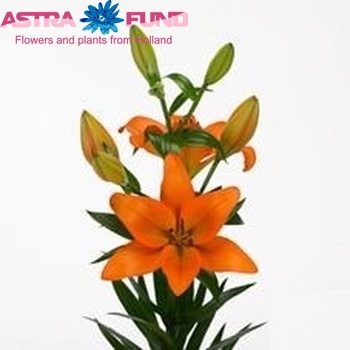 Lilium Longiflorum x Aziatische Grp 'Hyde Park' foto