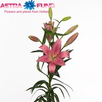 Lilium Longiflorum x Aziatische Grp 'Indian Summerset' Foto