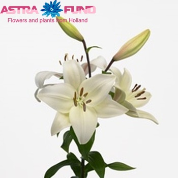 Lilium Longiflorum x Aziatische Grp 'Королівство' фото