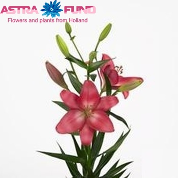 Lilium Longiflorum x Aziatische Grp 'Koures' foto