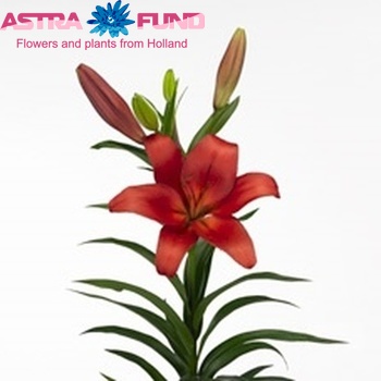 Lilium Longiflorum x Aziatische Grp 'Laksmi' Foto