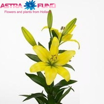 Lilium Longiflorum x Aziatische Grp 'Lecco' zdjęcie